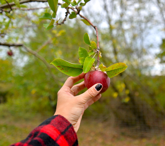 Christine Cameron-Applewood-Orchards-My-Style-Pill7